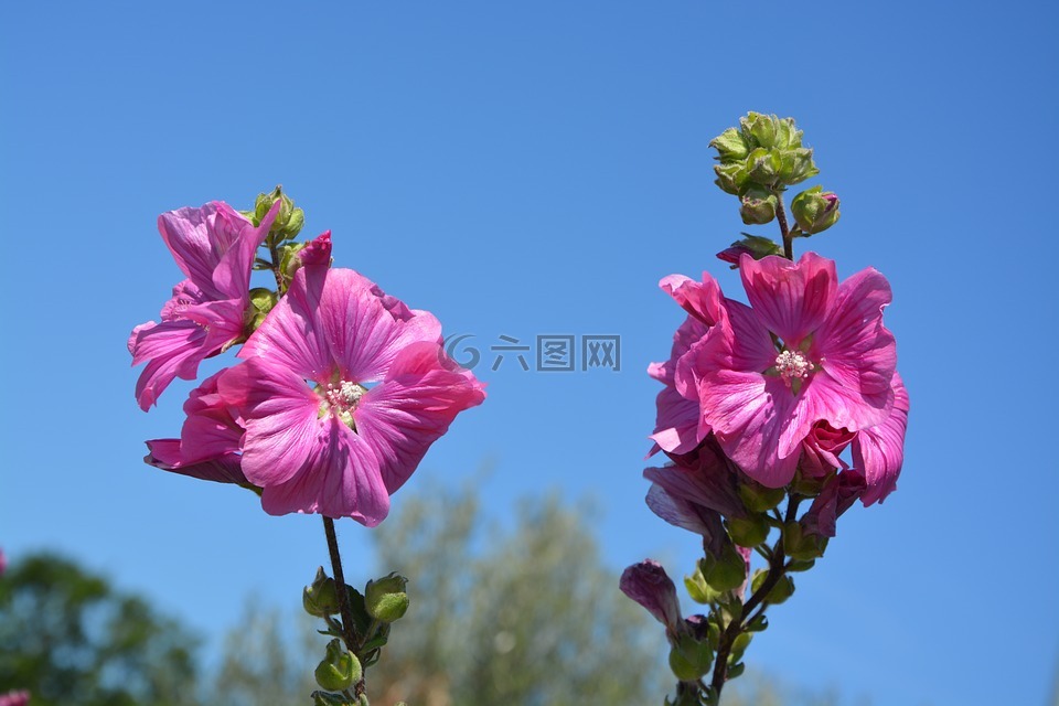鮮花,玫瑰,藍(lán)藍(lán)的天空