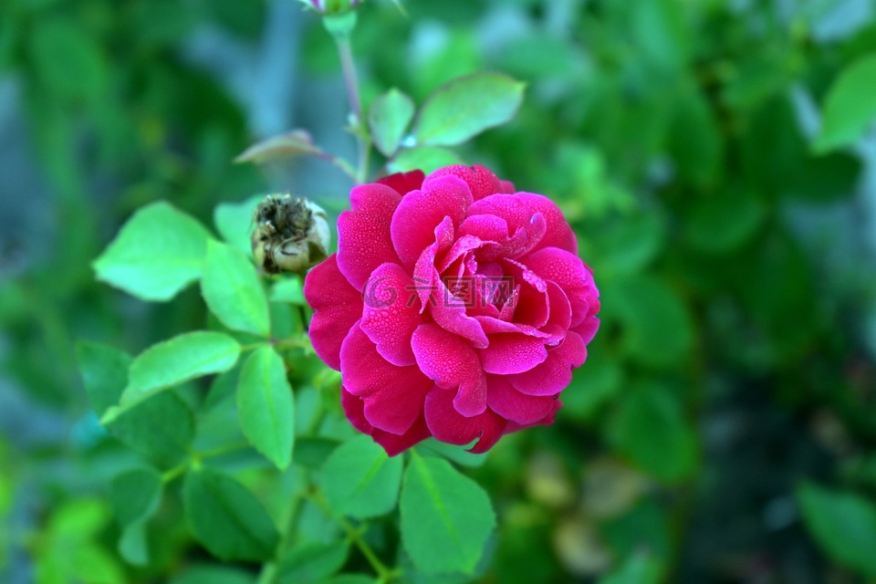 紅玫瑰,紅色,花