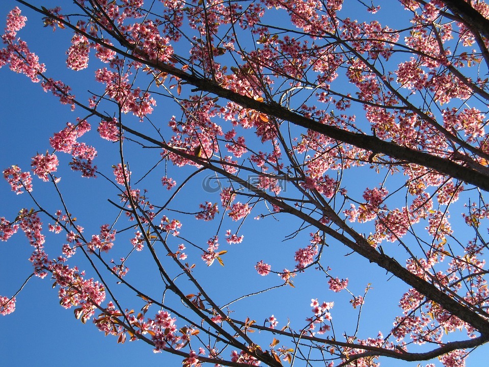 春,樱花,大自然