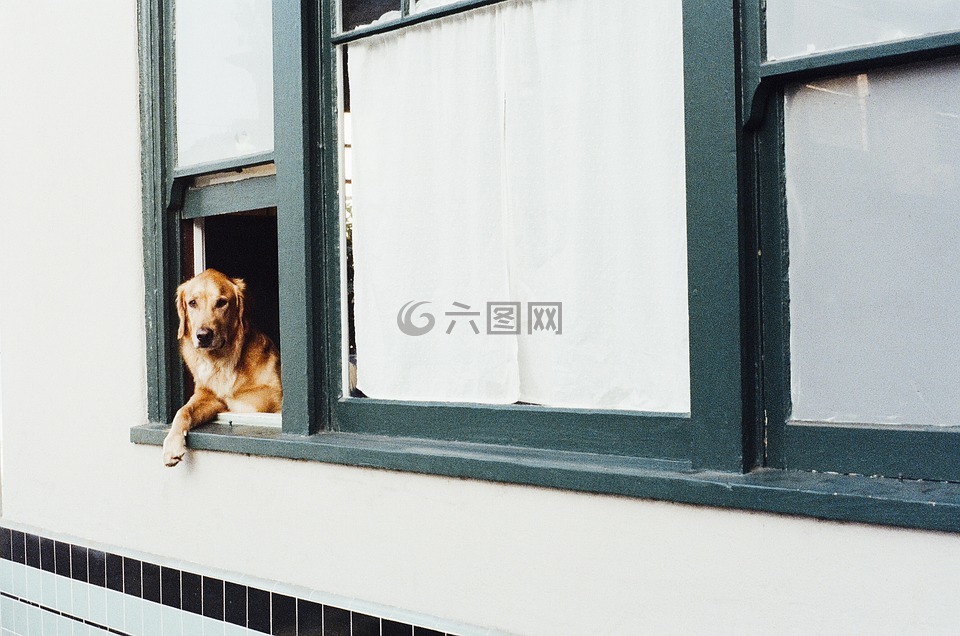 狗,動物,金毛尋回犬