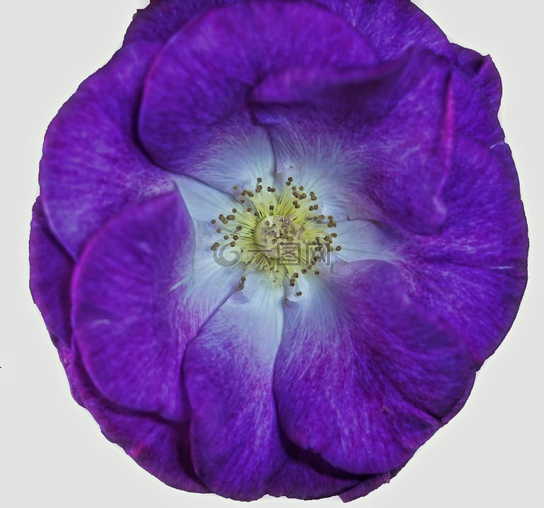 花,特写,紫色
