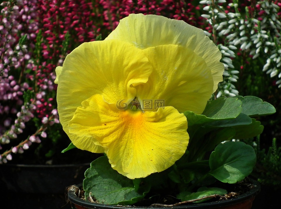 花,潘茜,黄色