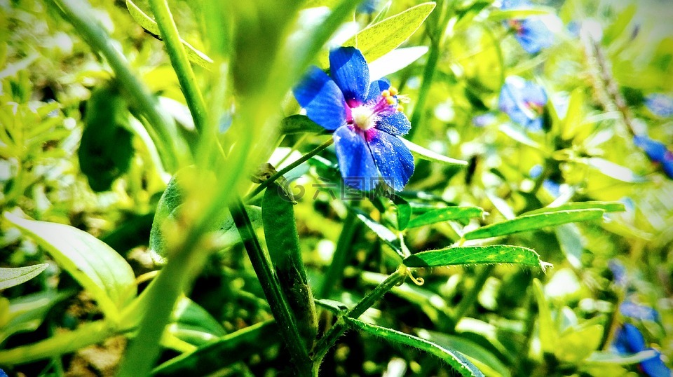 蓝色花,绿色,自然