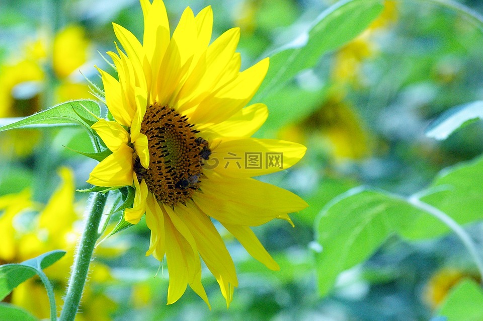 鮮花,向日葵,太陽(yáng)能