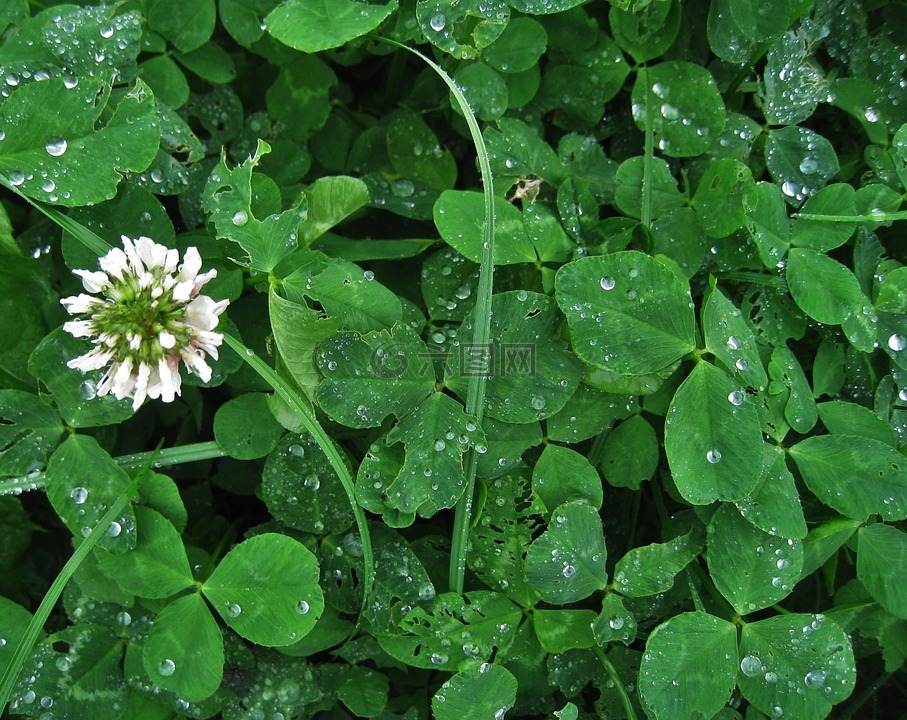 三葉草花,白三葉,雨滴