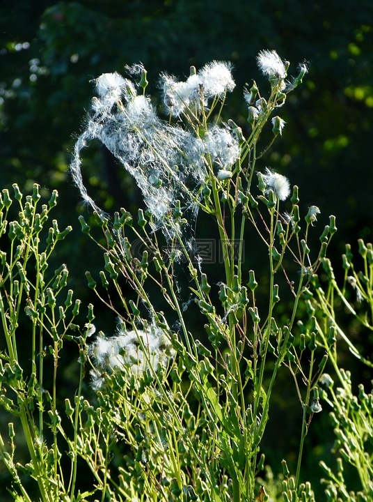 burnweed,雜草,蓬松