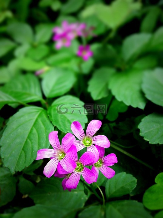 野生草,鲜花,粉色