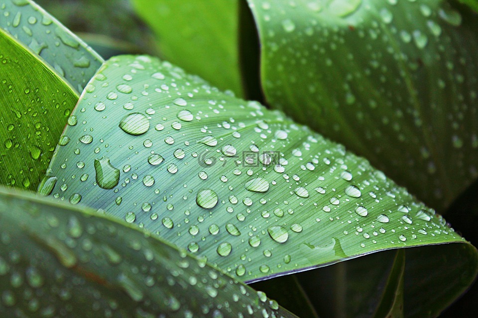 葉子,濕,雨