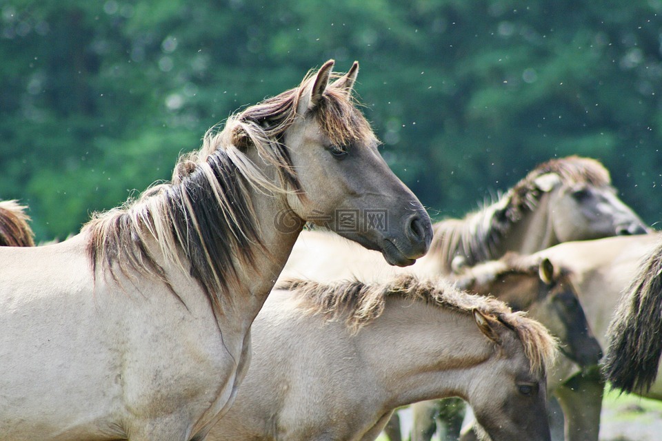 動物,馬,野生馬