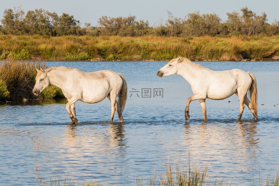 馬,白色馬,卡馬爾格