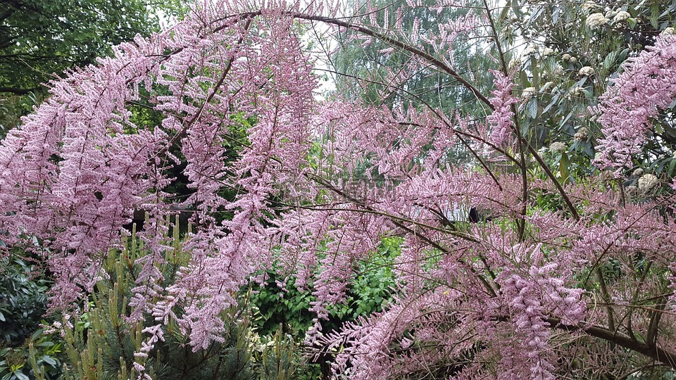春天,粉紅色,廠