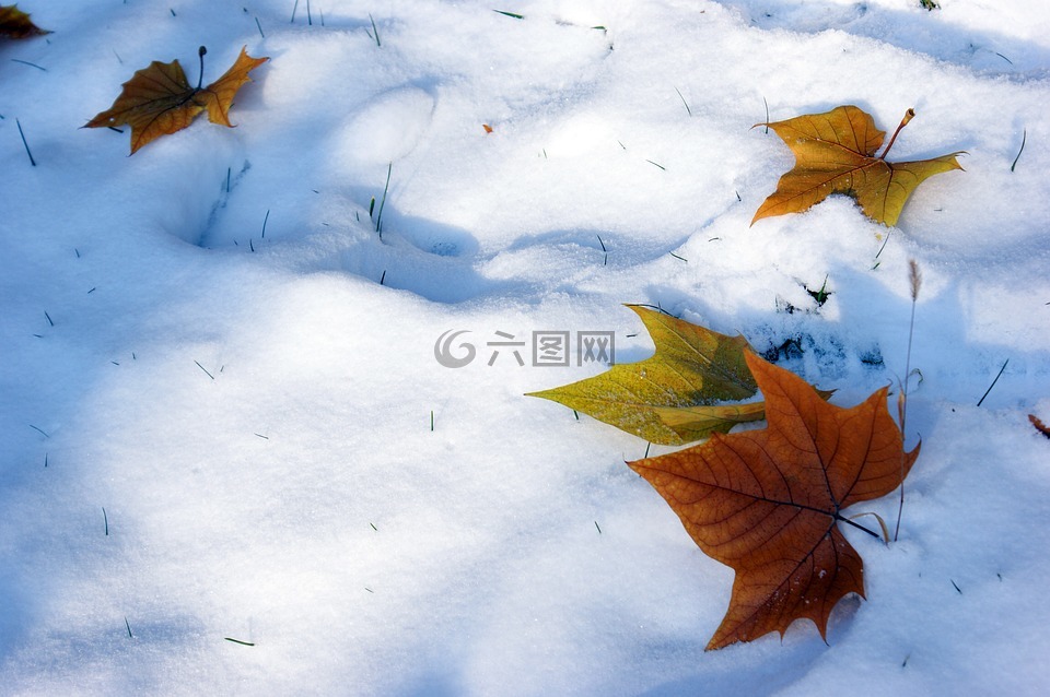 雪,落葉,冬天