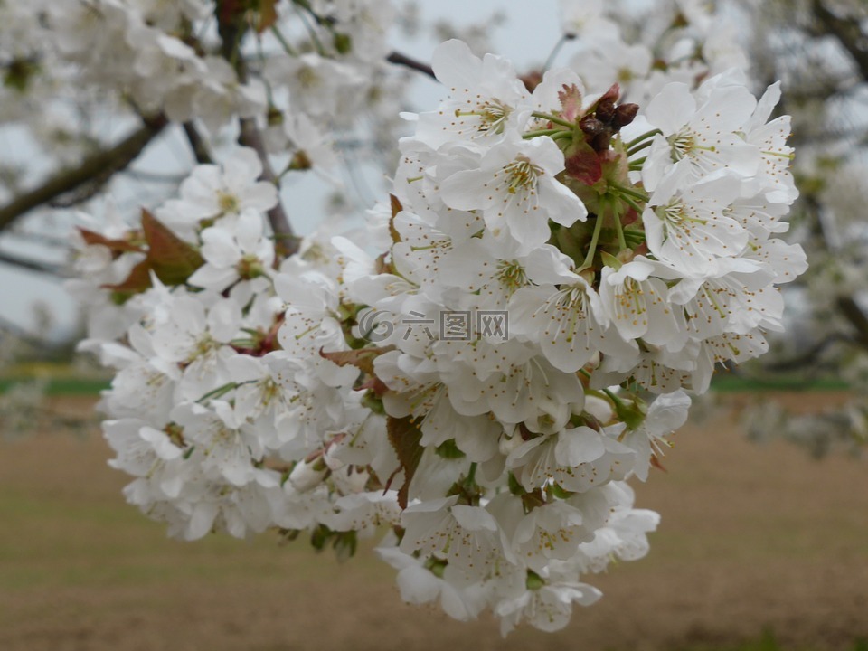 櫻花,春天,白花