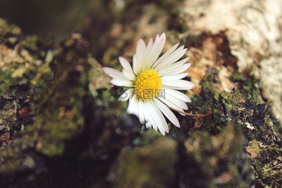 雛菊,花,廠