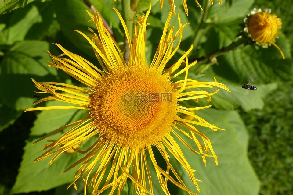 旋覆花,花,鮮花