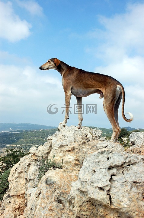 狗,價(jià)值,在山上