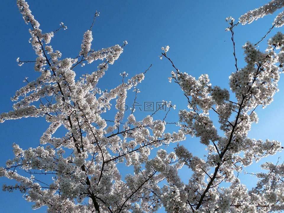 kisrchblüten,鮮花,盛開