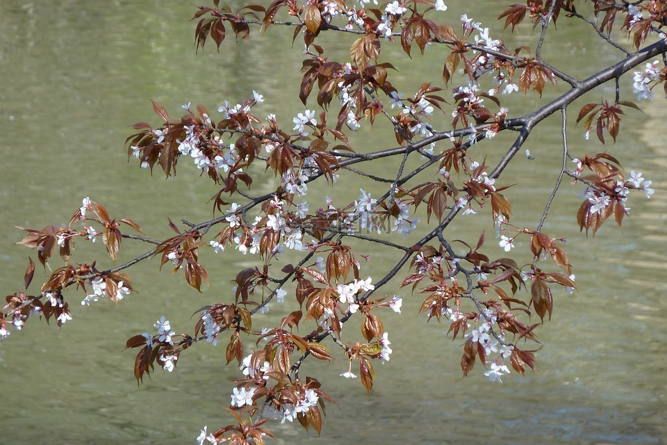 鮮花,春天,樹