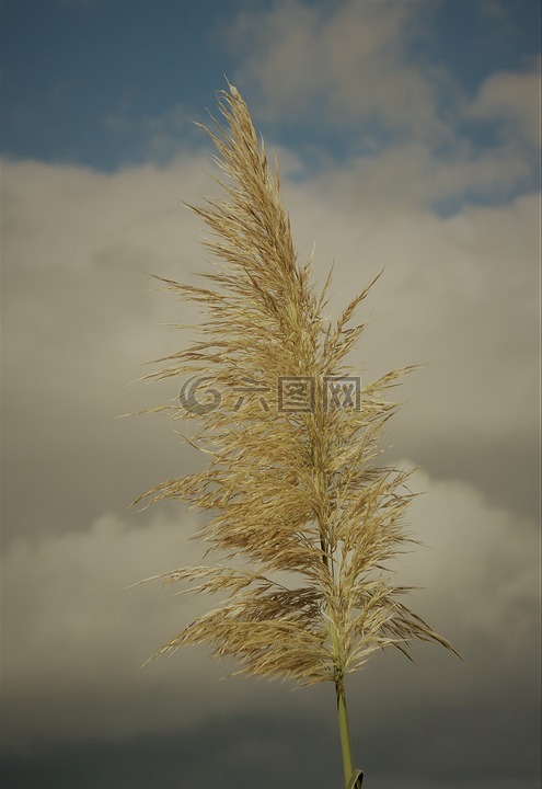 開花,廠,草
