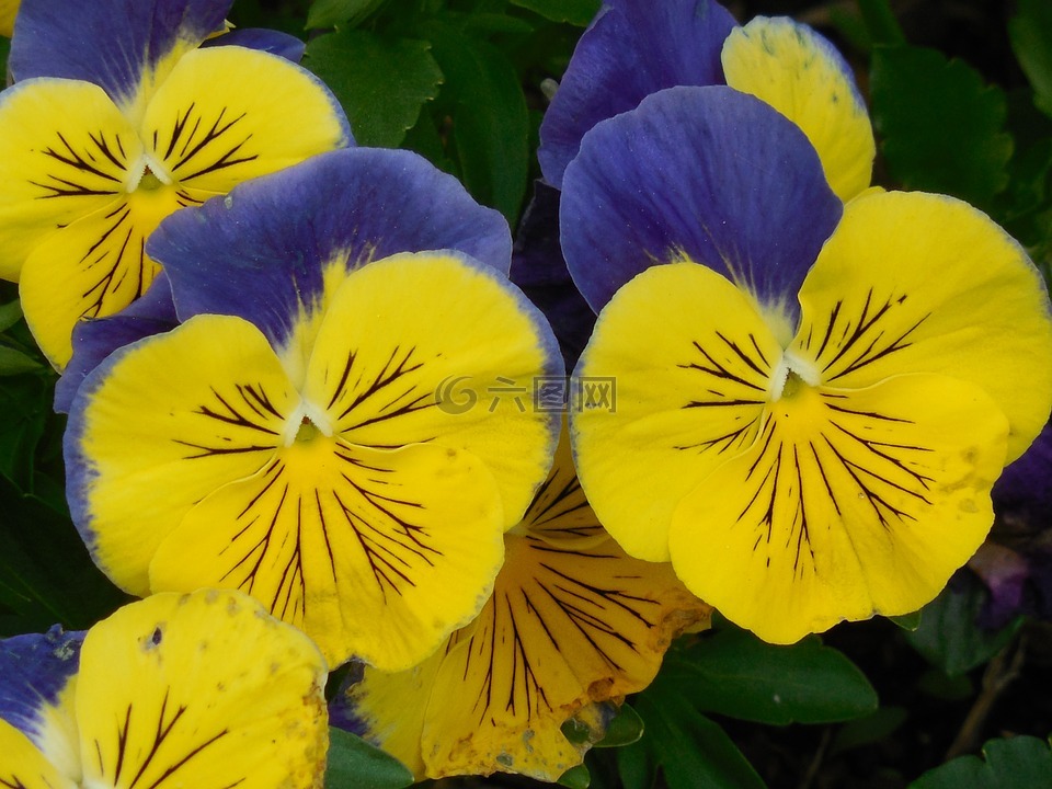 花,三色堇,春