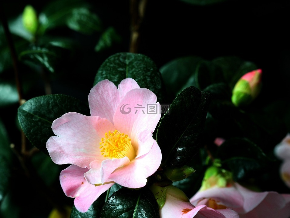 粉紅色,開花,茶花