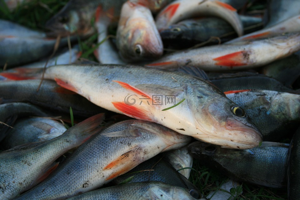 魚(yú),河鱸,捕魚(yú)