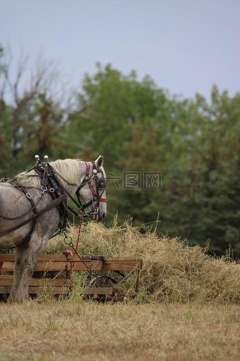 percheron,干草,站在