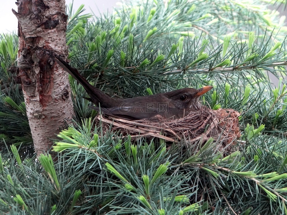 黑鳥,品種,鳥巢