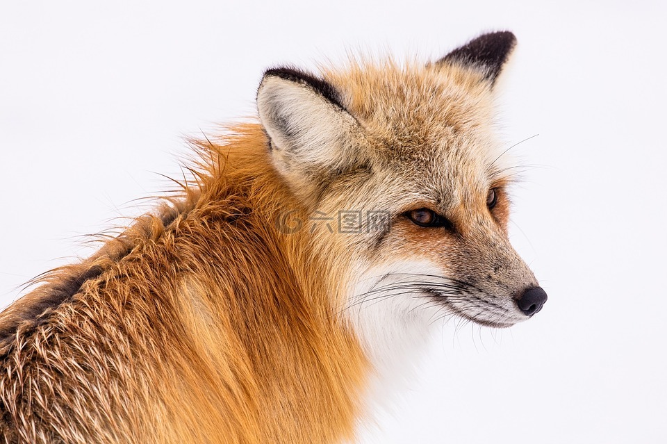 红狐,野生动物,雪