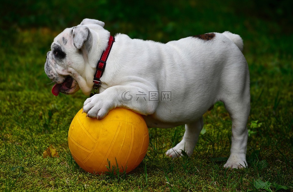 英國牛頭犬,狗,斗牛犬