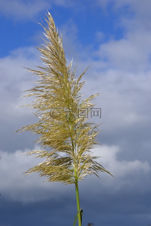 草,廠,開(kāi)花