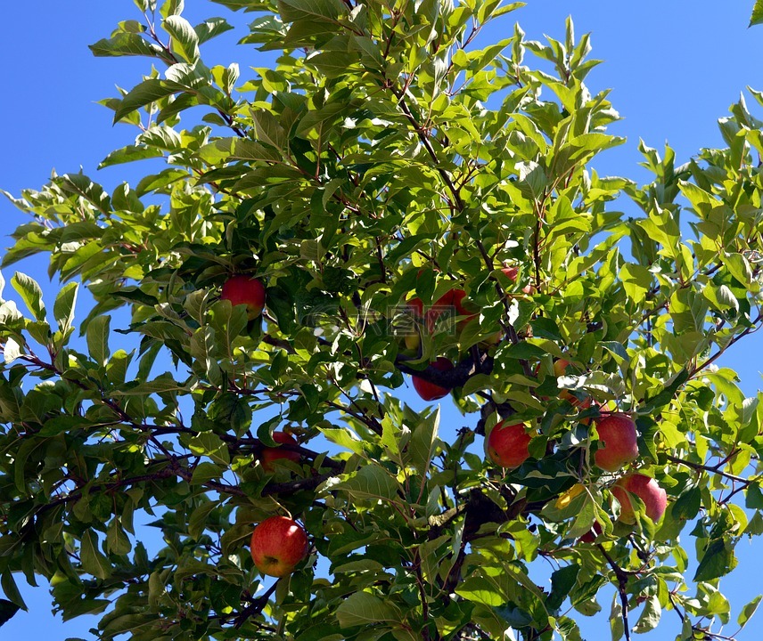 苹果树,树,苹果