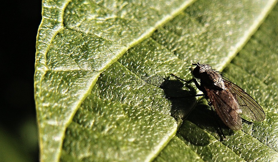 飛,昆蟲,片