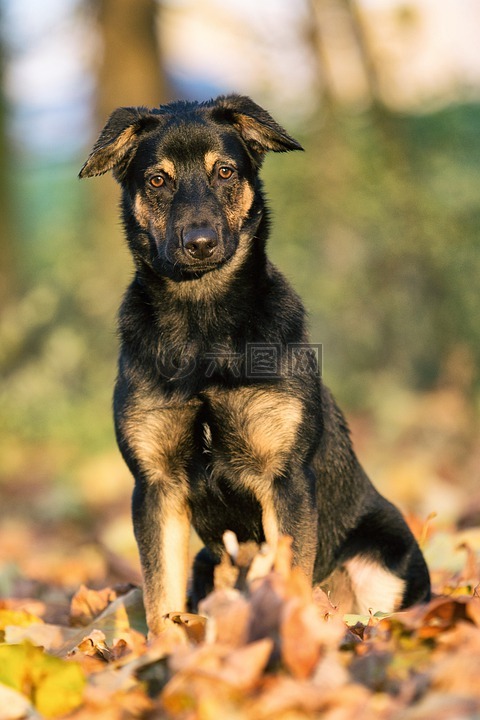 狗,動物王國,犬