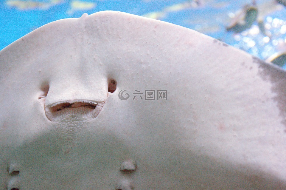 海,黃貂魚,動物