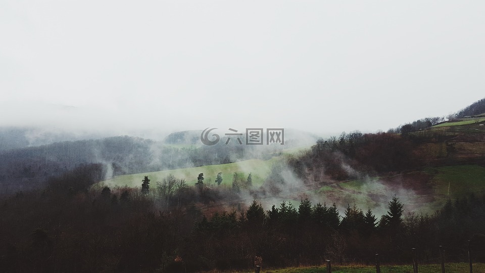 自然,景觀,綠色