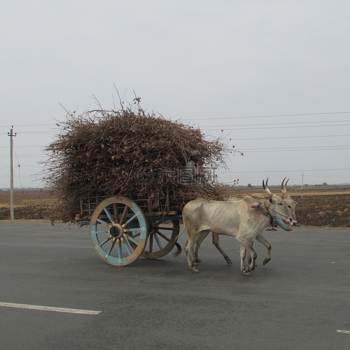 布洛克购物车,牛大车,马车代步