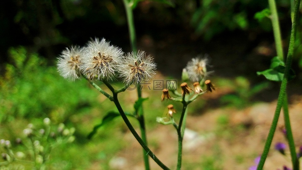 花,野花,棉花草
