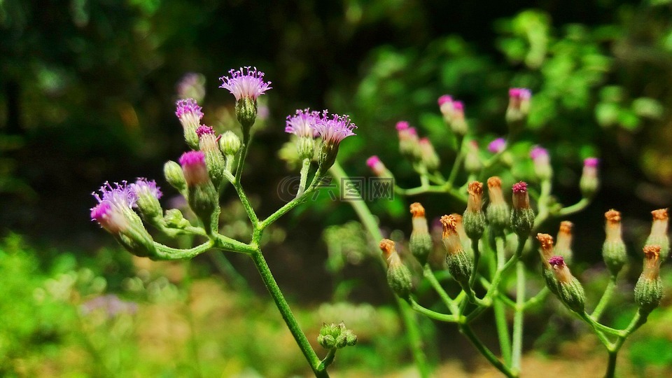 花,野花,棉花草