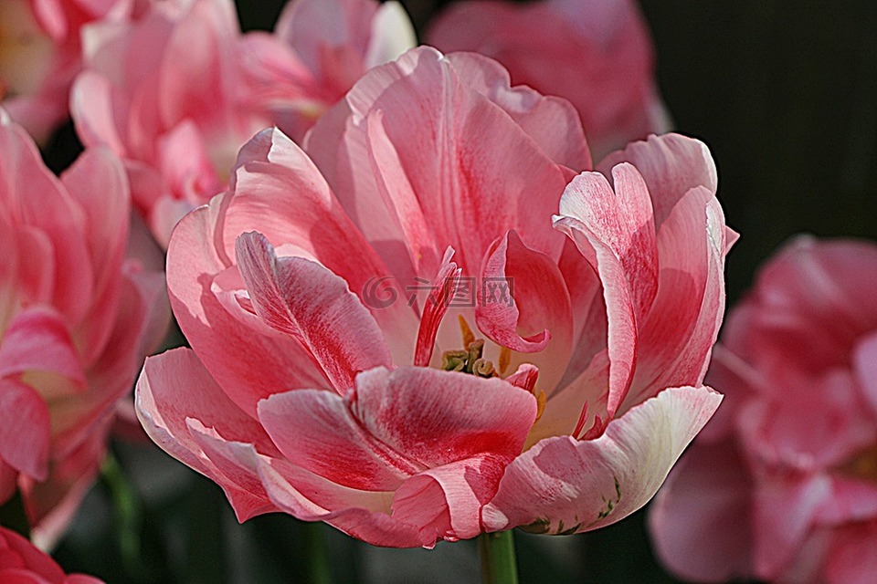 郁金香,开花,花