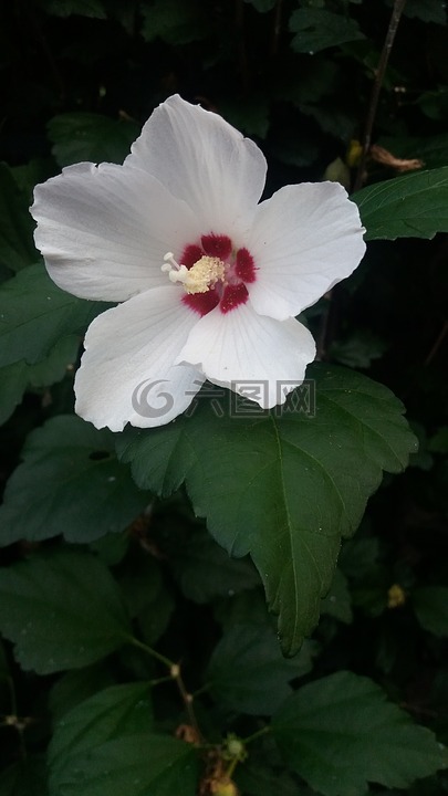 蜀葵,錦葵屬植物,花卉