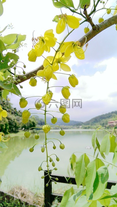 黃金雨樹,金雨樹,金雨