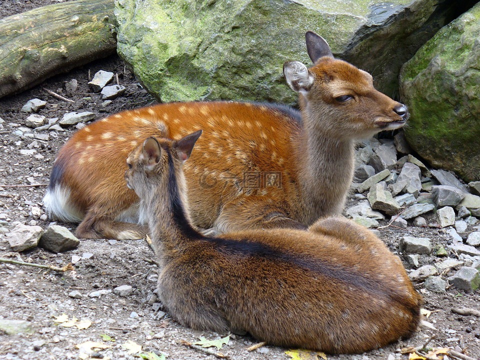 獐鹿,野生,哺乳动物