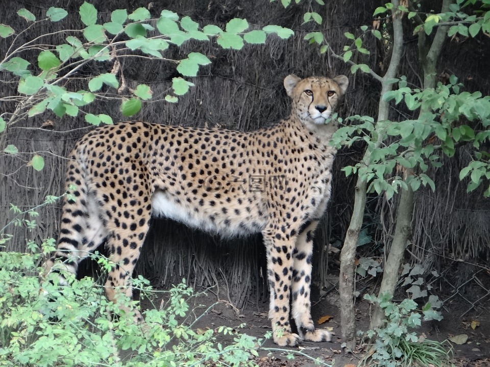 豹,動物園,任務