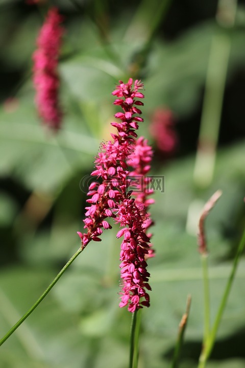花,粉紅色,夏季