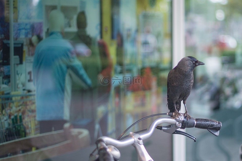 烏鴉,自行車,店