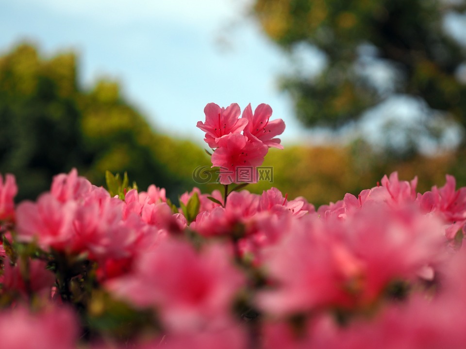 杜鵑花,植物,鮮花