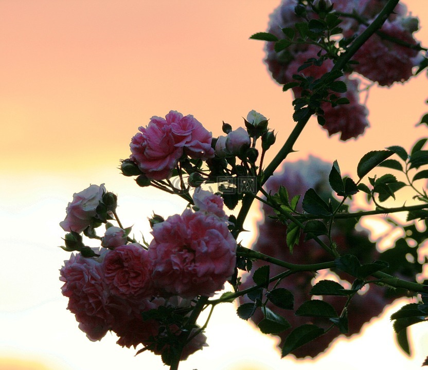 花,薔薇,玫瑰
