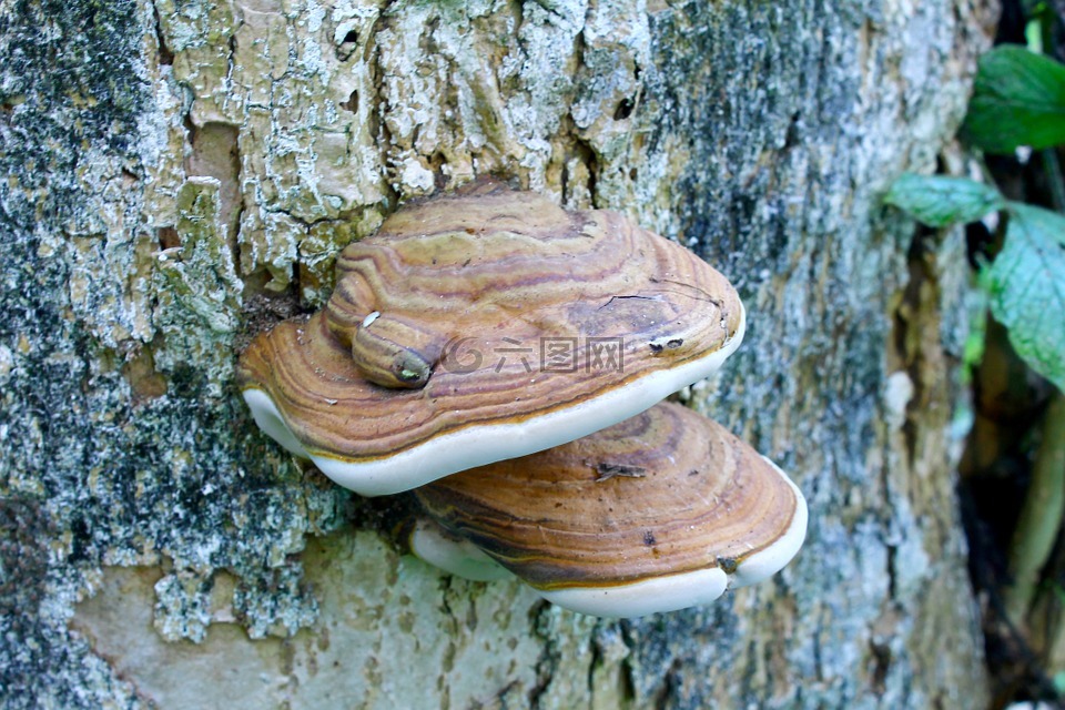 蘑菇,樹干,樹