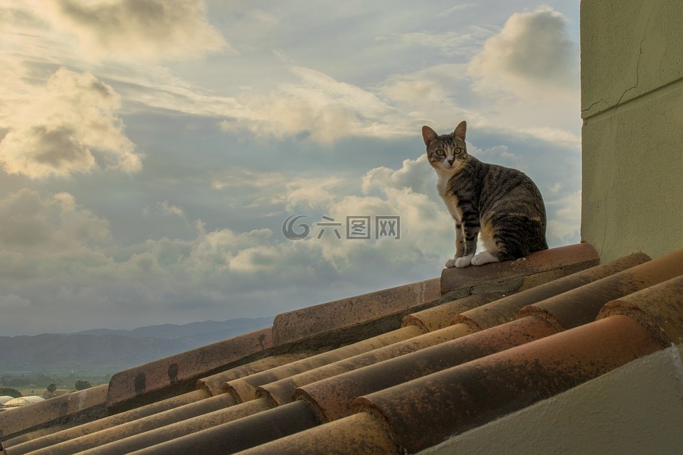 貓,日落,屋頂